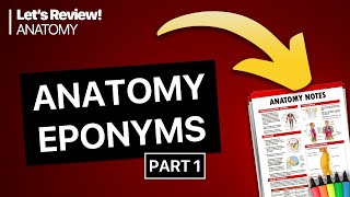 Anatomy Eponyms 1  Lets Review [upl. by Nytsirc]