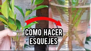 COMO HACER ESQUEJES DE FICUS  TIGER BARK 🔴 BONSAI ✔SUPER FÁCIL [upl. by Binetta475]