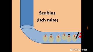 Sarcoptes scabiei Itch mite amp Scabies الجرب [upl. by Spratt]