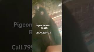 Pigeon for sale rs850 minivlog pigeon pigeonsale [upl. by Gannes]