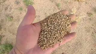 The Apache Treasure  148  More on the Ant Hills   What they can Say amp The Soft Gravel [upl. by Ecinrev821]