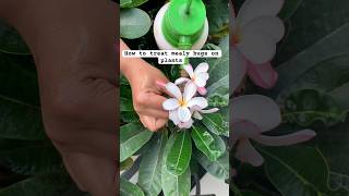 Gardening tips  How to treat mealy bugswhite pest on plants how to get rid of pests on plants [upl. by Aikel]