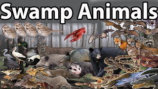 quotTop Swamp Animals You Need to Know in 2022quot [upl. by Ravel]