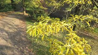 Gleditsia triacanthos Sunburst dřezovec trojtrnný [upl. by Atnahs]