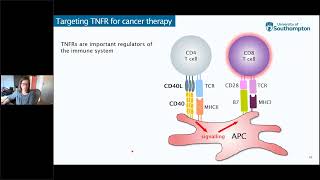 Investigating Immunomodulatory Antibodies for Cancer Therapy [upl. by Horick46]