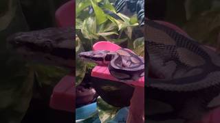 Exter The Ball Python [upl. by Henryson]