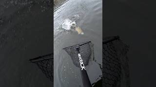 NetCam Susquehanna River Fishing SmallmouthBass JetBoat Smallmouth [upl. by Allistir]