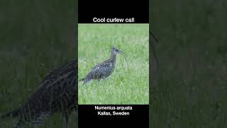 Cool curlew call [upl. by Batish]