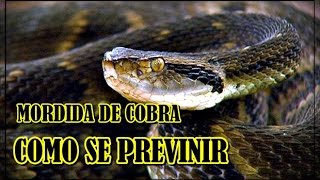 PERNEIRA DE COURO  CONTRA PICADA  MORDIDA  DE COBRAS PEÇONHENTAS [upl. by Annairda631]