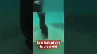 Best trained dog in the world l shorts ytshorts trained dog [upl. by Arbed88]