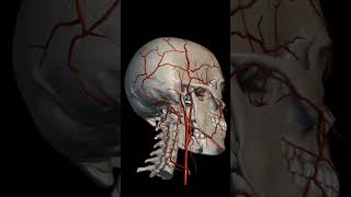 Cranium skull arteryveinscardiovascular anatomyandphysiologynursing [upl. by Cowen]