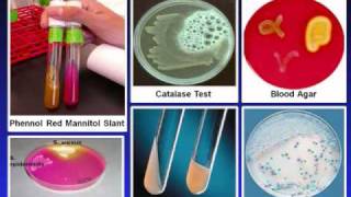 Introduction to Microbiology Culture Techniques [upl. by Maise193]