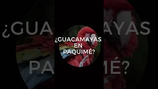 LAS GUACAMAYAS DE PAQUIME CON EL PROFESOR PANDA historia [upl. by Yuh]