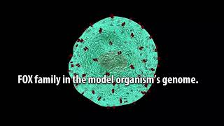 Computational Study of the FOXP3 Gene in TCell Oncogenesis [upl. by Anirret580]