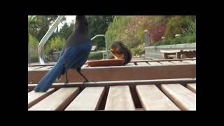 Stellars Jay vs Douglas Squirrelwmv [upl. by Liahus212]