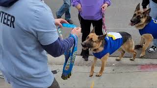 PAWer Dog Walk Chinatown Firecracker 2023 chinatown losangeles [upl. by Nedle135]