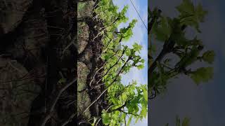 Graps plant ☘️🍇 trending agriculture graps [upl. by Ayo]