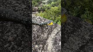 Beautiful Common tree snake Dendrelaphis punctulatus with an equally spectacular view herping [upl. by Andrei]