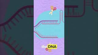 How CRISPR works shorts [upl. by Jelene501]