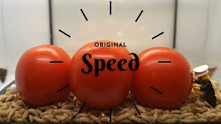 Maggots Turn Into Flies and Tomatoes TimeLapse Real Time [upl. by Schwerin859]