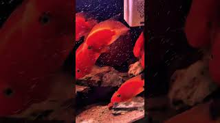 parrotfish parrotfishes loveparrot aquraium aquariumchannel aquascape aquariuminfo reggae [upl. by Sokin]