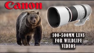 Canon 100500mm RF Lens For Wildlife Videos [upl. by Holey296]