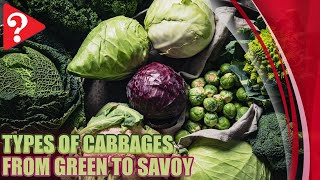 Types of Cabbages From Green to Savoy [upl. by Teryn]