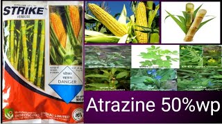 atrazine 50 wp herbicide atrazine 24d [upl. by Auqinu588]