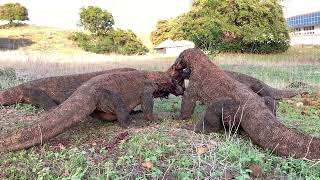 😱😱😱 Full process of Komodo eating goat [upl. by Afaw]