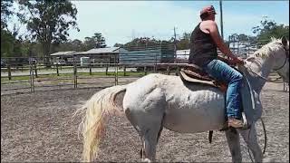 Caboolture Horse Sale quotStormyquot [upl. by Aikym423]