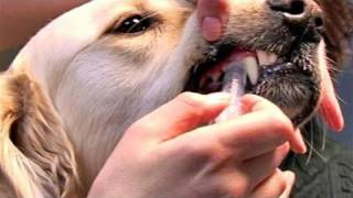 How To Learn Giving Dog Medications [upl. by George]