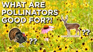 The Benefits Of Pollinators That No One Talks About [upl. by Wilona]