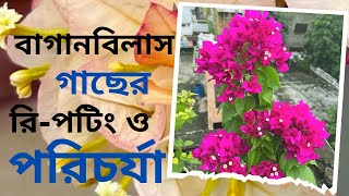 বাগানবিলাস গাছের রিপটিং ও শীতকালীন পরিচর্যা। Bougainvillea plant care কাগজি ফুল গাছের সহজ পরিচর্যা [upl. by Wilen]