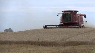 Harvesting Wheat in Lodi Township Michigan Case 2388 Combine [upl. by Ordnagela]