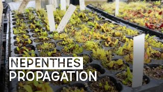 Nepenthes Propagation Tissue culture Generative and Vegetative [upl. by Barr]