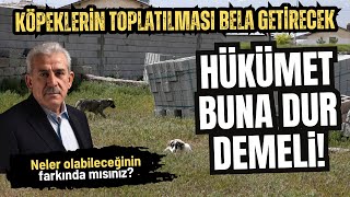 Sokak köpekleri uyutulursa vay halimize Hükümet bu yanlıştan dönmezse [upl. by Linis]