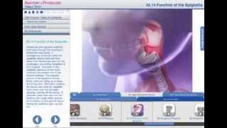 Function of the Epiglottis [upl. by Hurwit]