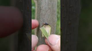 Try this Grafting Method 🪴 trees plantslife grafting orchids plants naturelovers [upl. by Ladnek]