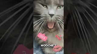 Smoochie woochies 💋funny funnycats catmemes ragdoll [upl. by Yaned]