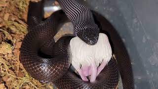 King Snake Eats Mouse  Warning Live Feeding [upl. by Bollen]