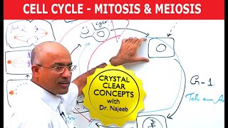 Cell Cycle and Genes  Mitosis amp Meiosis [upl. by Sulienroc]