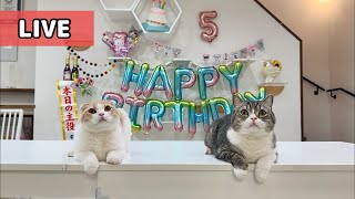 【祝】もち様・5歳のお誕生日パーティー🎂 [upl. by Pitt]