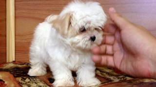 Female Malshi puppy Maltese Shih tzu mix [upl. by Woodruff514]