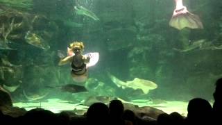 Mermaids at Ripleys aquarium in Myrtle Beach [upl. by Hameerak]