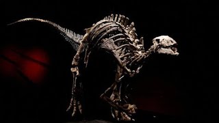 New study explains reason behind the ‘extinction’ of dinosaurs [upl. by Hnahk937]