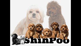 Shih Poo Crew [upl. by Dj14]