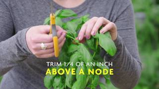 How to Harvest Basil [upl. by Alakcim]