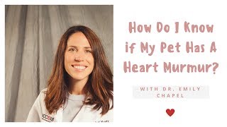 How Do I Know if My Pet Has A Heart Murmur [upl. by Menon]