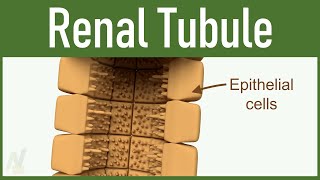 03 Nephron Structure Renal Tubule [upl. by Atteniuq]