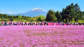 Fuji Shibazakura Festival 2023 [upl. by Lonier922]